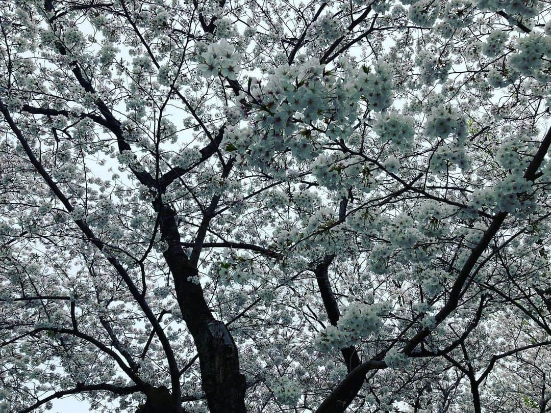 滝澤悠希さんのインスタグラム写真 - (滝澤悠希Instagram)「【サクラ】  あすの静岡は雨予報。 きょうが今シーズン最後のお花見チャンスだった、 というスポットも多くなるかもしれません。  今年は河津桜も見られたし、 静岡まつりに仕事で２日間も行けたし、 ラジオではサクラのギャグも言えたし、 春楽しめています🙆‍♂️  サクラは終盤ですが、これからは新茶の季節！ まだまだ春満喫しましょう👍  #春 #桜 #さくら #サクラ  #花見 #満開 #見頃  #静岡まつり #静岡県 #静岡市 #静岡  #駿府城公園 #駿府城」4月5日 23時09分 - yuki_takizawa_sbs