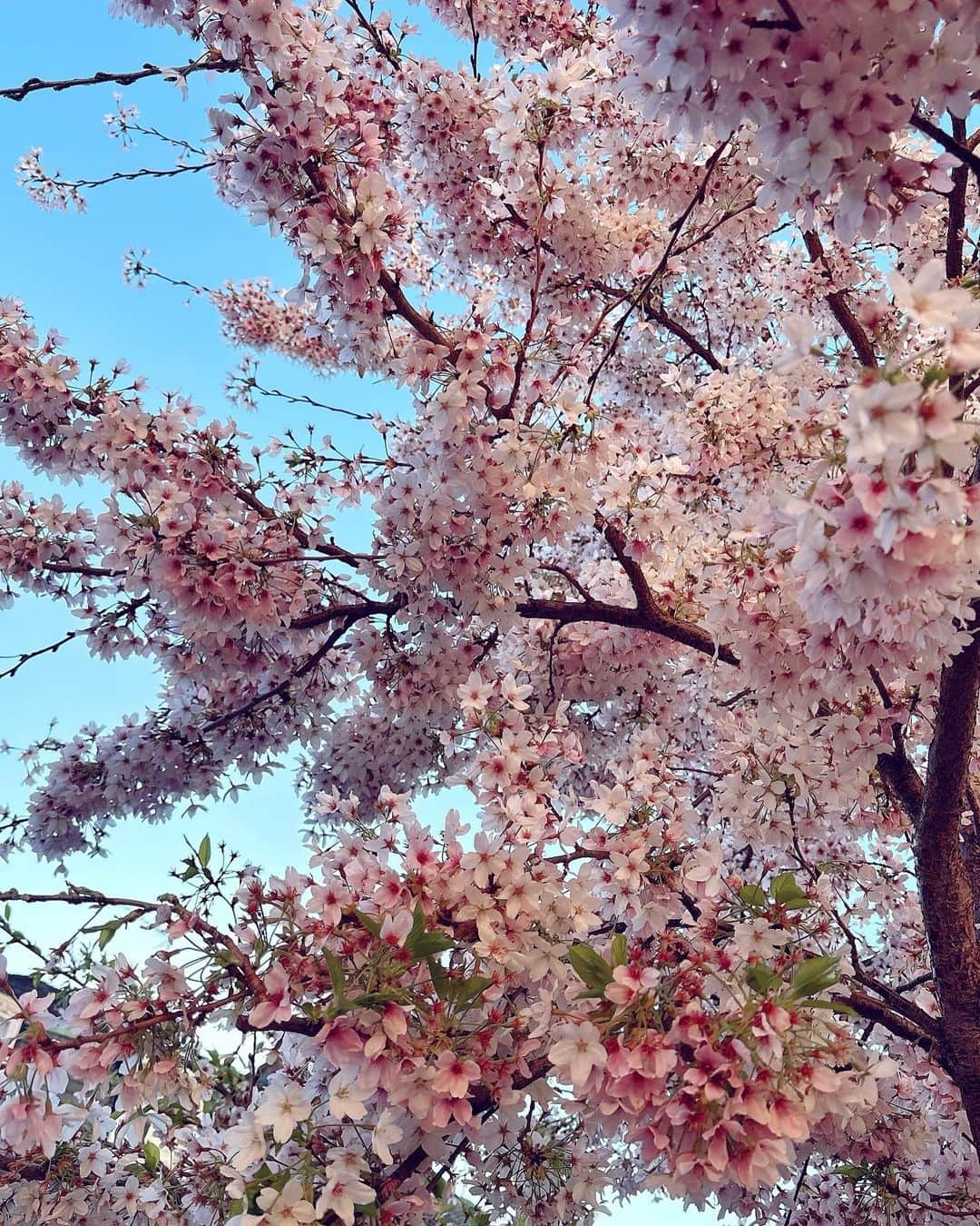 Seyda♥ Travel & Natureさんのインスタグラム写真 - (Seyda♥ Travel & NatureInstagram)「Spring in #london🇬🇧 🌸🌺🪷 #seydauk」4月5日 23時10分 - seydakorkmaz01