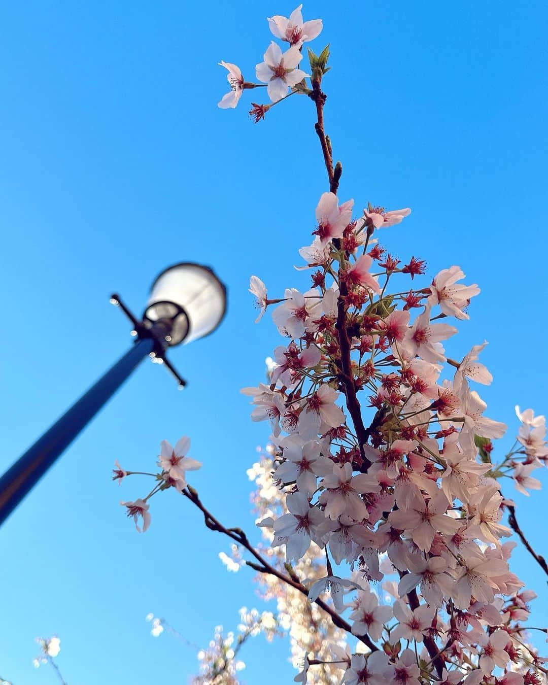 Seyda♥ Travel & Natureさんのインスタグラム写真 - (Seyda♥ Travel & NatureInstagram)「Spring in #london🇬🇧 🌸🌺🪷 #seydauk」4月5日 23時10分 - seydakorkmaz01