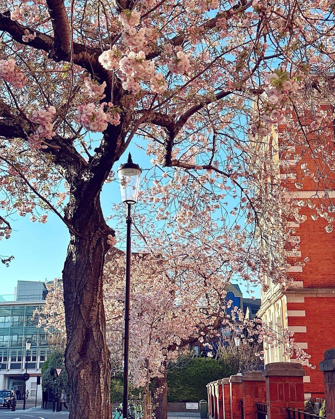 Seyda♥ Travel & Natureのインスタグラム：「Spring in #london🇬🇧 🌸🌺🪷 #seydauk」