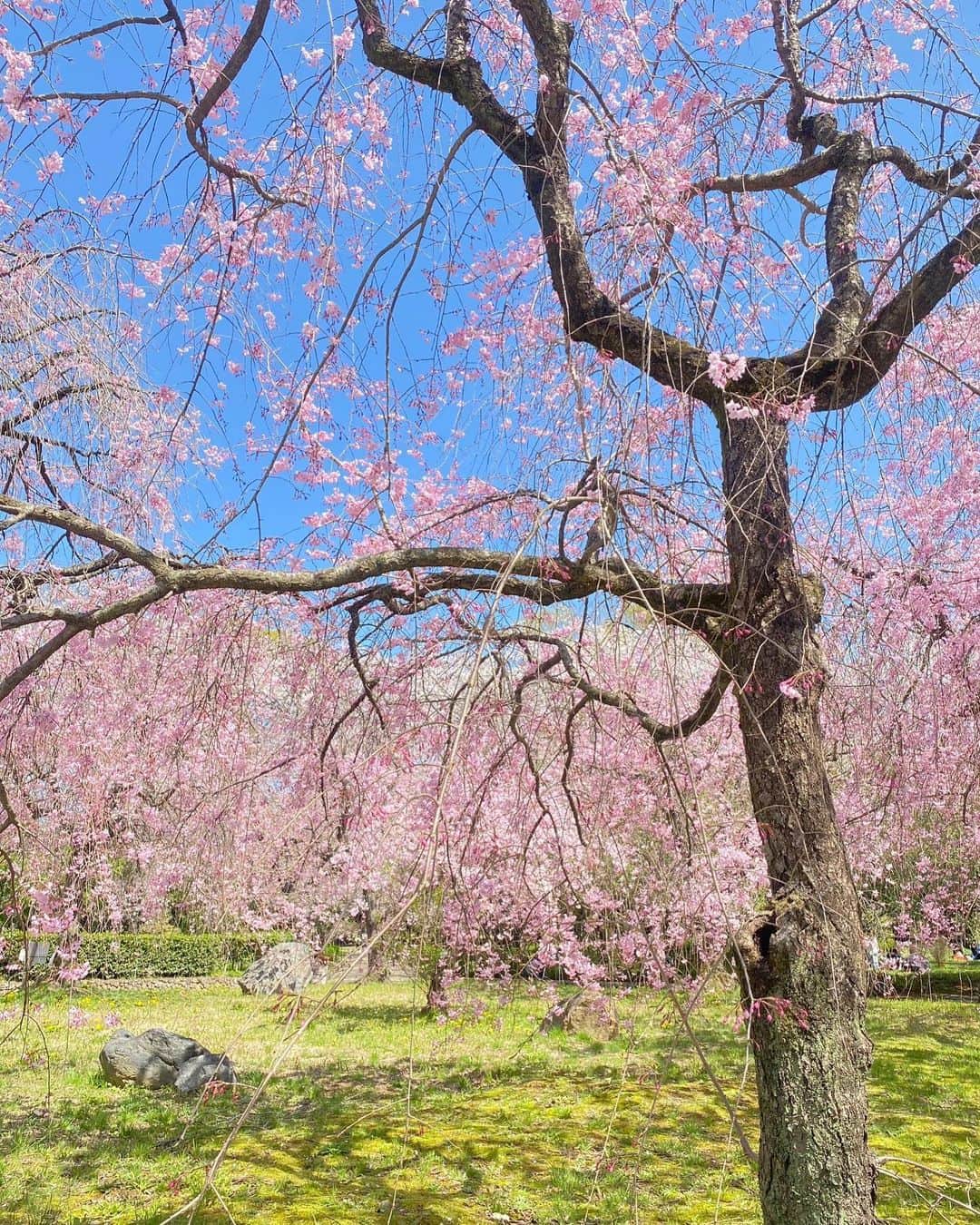 原望奈美さんのインスタグラム写真 - (原望奈美Instagram)「満開の桜🌸菜の花 春の花に囲まれてほっこり〜！  ちょっとだけ、まだ寒かった日。  ⁣今はもう葉桜になりはじめて 夏が来るぞ来るぞと感じてる☀️  ⁣ ⁣ ⁣ ⁣  ⁣ ⁣ ⁣ ⁣#花見 #桜 #桜スポット  #お花畑 #菜の花畑 #緑地公園 #ootd #ロングヘア #ロングストレート #ストレートロング #꽃 #벗꽃 #벗스타그램🌸  #艶髪 #fashion  #nagoya #makeup #イメージチェンジ #イメチェン #cherryblossom  #붙임머리 #헤어스타일 #헤어라인 #메이크업 #패션그램 ⁣ ⁣」4月5日 23時18分 - vo_nozomi