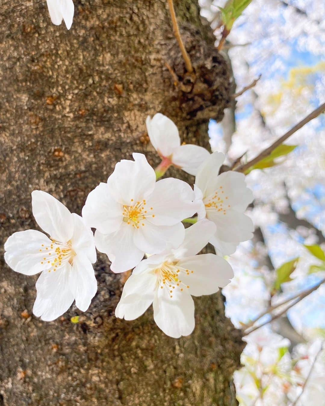 原望奈美さんのインスタグラム写真 - (原望奈美Instagram)「満開の桜🌸菜の花 春の花に囲まれてほっこり〜！  ちょっとだけ、まだ寒かった日。  ⁣今はもう葉桜になりはじめて 夏が来るぞ来るぞと感じてる☀️  ⁣ ⁣ ⁣ ⁣  ⁣ ⁣ ⁣ ⁣#花見 #桜 #桜スポット  #お花畑 #菜の花畑 #緑地公園 #ootd #ロングヘア #ロングストレート #ストレートロング #꽃 #벗꽃 #벗스타그램🌸  #艶髪 #fashion  #nagoya #makeup #イメージチェンジ #イメチェン #cherryblossom  #붙임머리 #헤어스타일 #헤어라인 #메이크업 #패션그램 ⁣ ⁣」4月5日 23時18分 - vo_nozomi