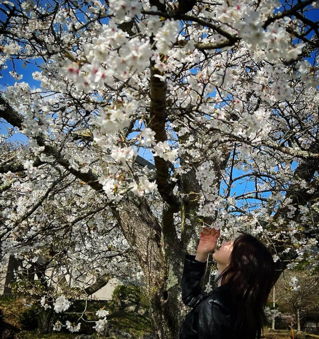 あたらしい女の子さんのインスタグラム写真 - (あたらしい女の子Instagram)「ソメイヨシノ」4月5日 23時19分 - atarashiionnanoko