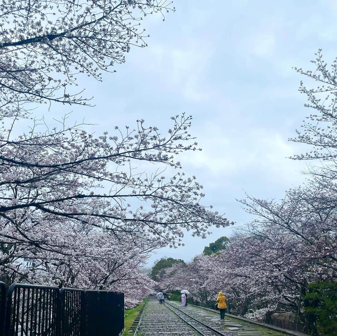 前田彩名さんのインスタグラム写真 - (前田彩名Instagram)「大津〜蹴上まで、びわ湖疏水船の旅🚤  第1トンネルの長さと竪坑の迫力に驚き、 ガイドさんの語りを聞いていると 明治の先人たちへ感謝の想いでいっぱいに。 歴史を学ぶというのは良いものですね。 トンネルを抜ける前には ほのかな明るさの中にピンク色！ 桜並木が続く感動が待ち受けていました🌸  私が乗船したのは期間前だったので まだ満開ではなかったものの、 木によっては見頃を迎えていて、 それはそれは良い景色でした🌸 菜の花とのコントラストも素晴らしい💯 それも、地元の方が植えてくださってるそうです！ お散歩中、こちらに向かって 手を振ってくださる方も多く、 地元の方々に愛されてるんだなぁと感じました☺️  ゆくゆくは琵琶湖から出発するという目標のため、 今クラウドファンディングも募っていらっしゃいます！  広大な琵琶湖から蹴上まで、 まさに疏水とともに流れゆくって どんな感じだろう🤔！！  上りと下りでスピードや見える景色が変わるそうなので、 蹴上発の便も気になる🚤✨ 毎年 春と秋の期間限定で、大人気です。 GWはまだ空きがあるとのことでしたが、お早めに！  #琵琶湖疏水 #びわ湖疏水船  #琵琶湖疏水の桜  #蹴上インクラインの桜」4月5日 23時27分 - ayana.maeda