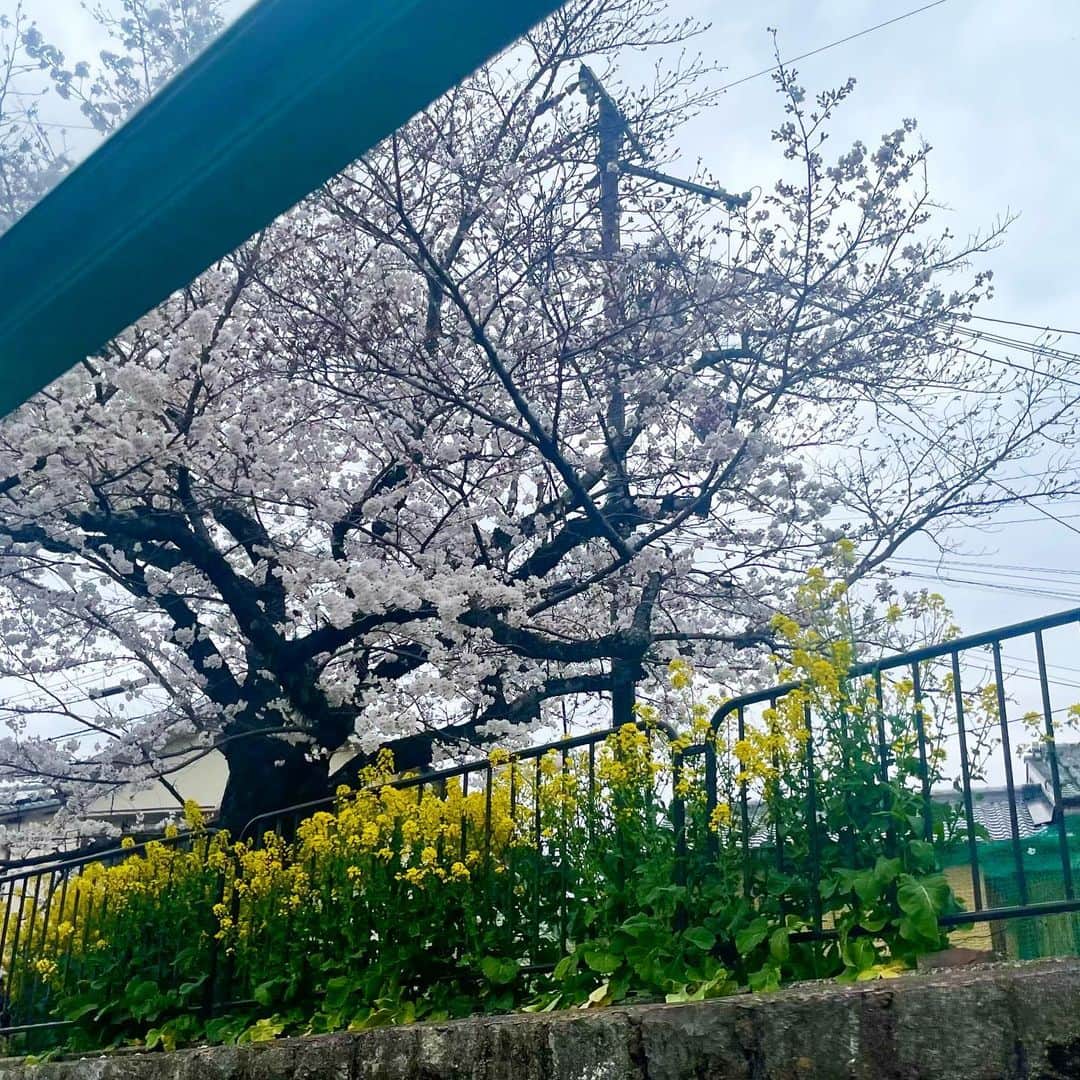 前田彩名さんのインスタグラム写真 - (前田彩名Instagram)「大津〜蹴上まで、びわ湖疏水船の旅🚤  第1トンネルの長さと竪坑の迫力に驚き、 ガイドさんの語りを聞いていると 明治の先人たちへ感謝の想いでいっぱいに。 歴史を学ぶというのは良いものですね。 トンネルを抜ける前には ほのかな明るさの中にピンク色！ 桜並木が続く感動が待ち受けていました🌸  私が乗船したのは期間前だったので まだ満開ではなかったものの、 木によっては見頃を迎えていて、 それはそれは良い景色でした🌸 菜の花とのコントラストも素晴らしい💯 それも、地元の方が植えてくださってるそうです！ お散歩中、こちらに向かって 手を振ってくださる方も多く、 地元の方々に愛されてるんだなぁと感じました☺️  ゆくゆくは琵琶湖から出発するという目標のため、 今クラウドファンディングも募っていらっしゃいます！  広大な琵琶湖から蹴上まで、 まさに疏水とともに流れゆくって どんな感じだろう🤔！！  上りと下りでスピードや見える景色が変わるそうなので、 蹴上発の便も気になる🚤✨ 毎年 春と秋の期間限定で、大人気です。 GWはまだ空きがあるとのことでしたが、お早めに！  #琵琶湖疏水 #びわ湖疏水船  #琵琶湖疏水の桜  #蹴上インクラインの桜」4月5日 23時27分 - ayana.maeda