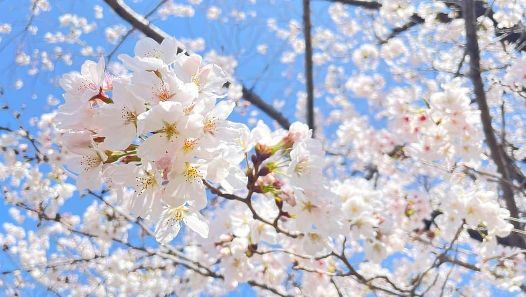 前田彩名さんのインスタグラム写真 - (前田彩名Instagram)「#桜 #桜2023  #ねじりまんぽ #草津川の桜  #草津川跡地公園 #近所の公園の桜 🌸」4月5日 23時40分 - ayana.maeda