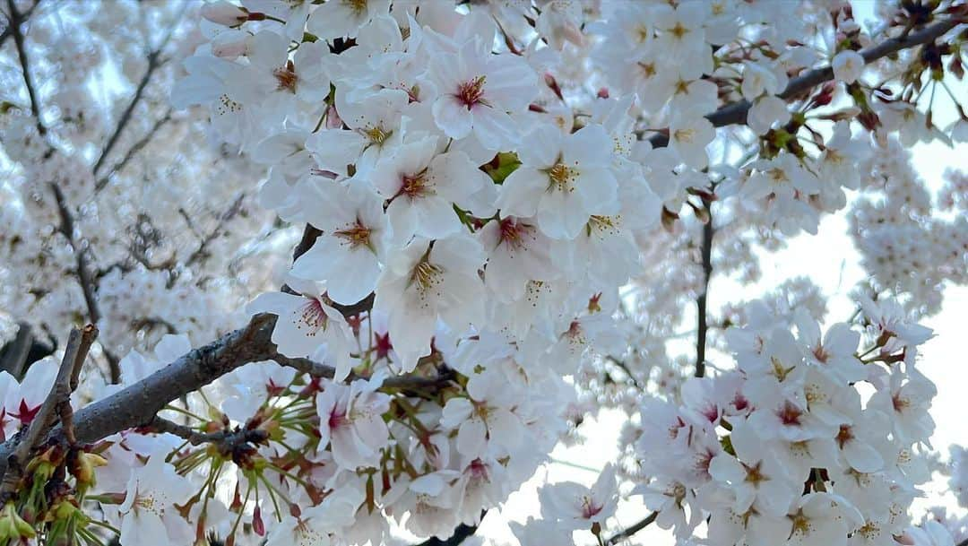 前田彩名さんのインスタグラム写真 - (前田彩名Instagram)「#桜 #桜2023  #ねじりまんぽ #草津川の桜  #草津川跡地公園 #近所の公園の桜 🌸」4月5日 23時40分 - ayana.maeda