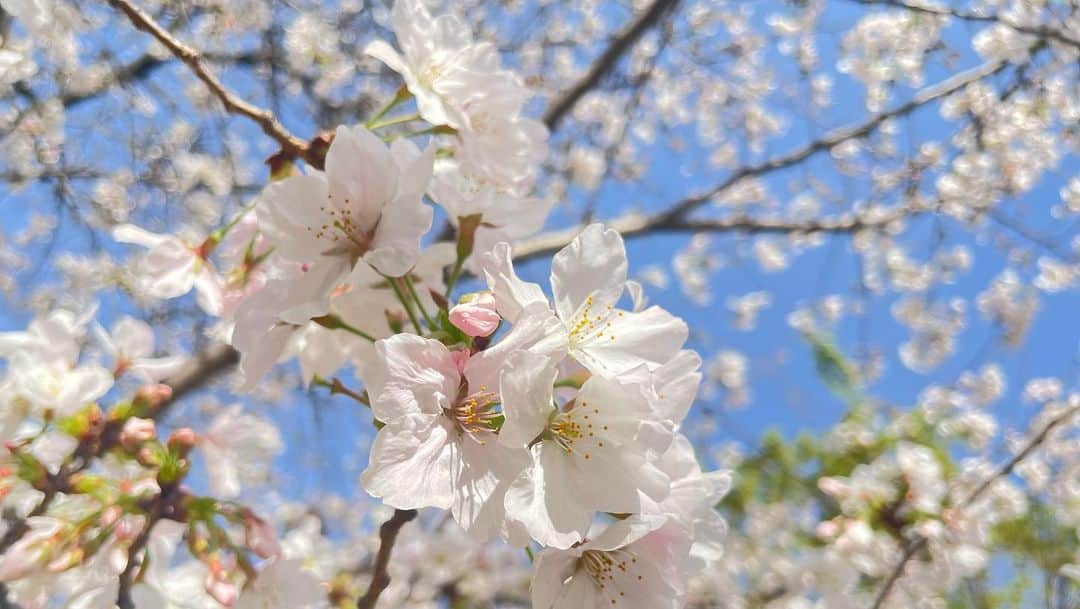 前田彩名さんのインスタグラム写真 - (前田彩名Instagram)「#桜 #桜2023  #ねじりまんぽ #草津川の桜  #草津川跡地公園 #近所の公園の桜 🌸」4月5日 23時40分 - ayana.maeda