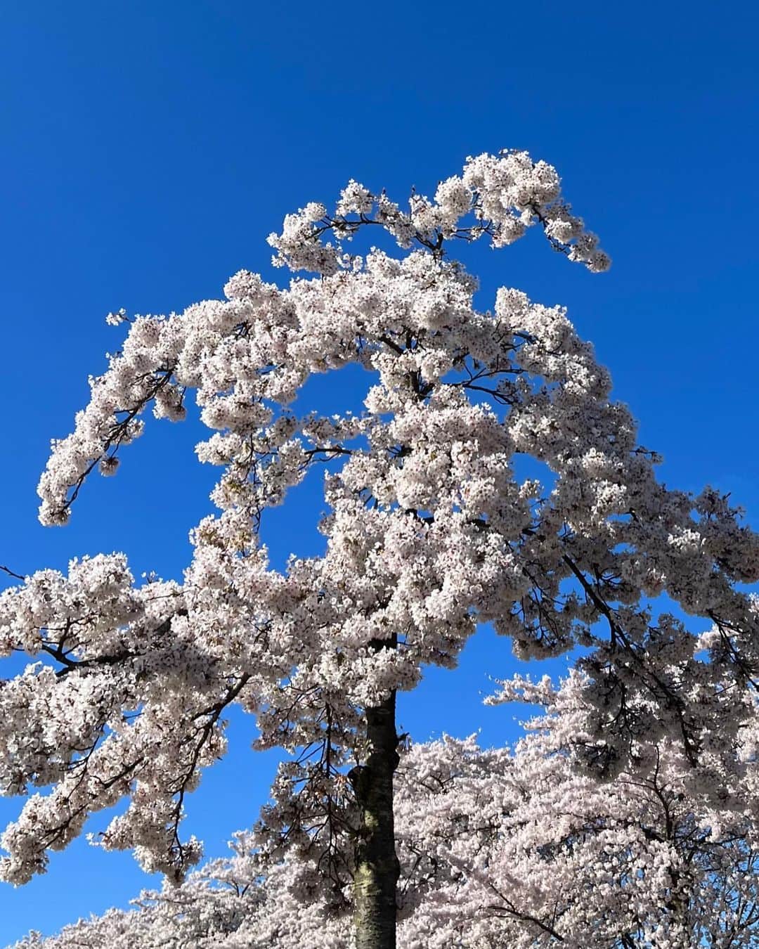 アンディー・トレスさんのインスタグラム写真 - (アンディー・トレスInstagram)「Spring is springing 🌸 #amsterdam #spring」4月5日 23時41分 - stylescrapbook