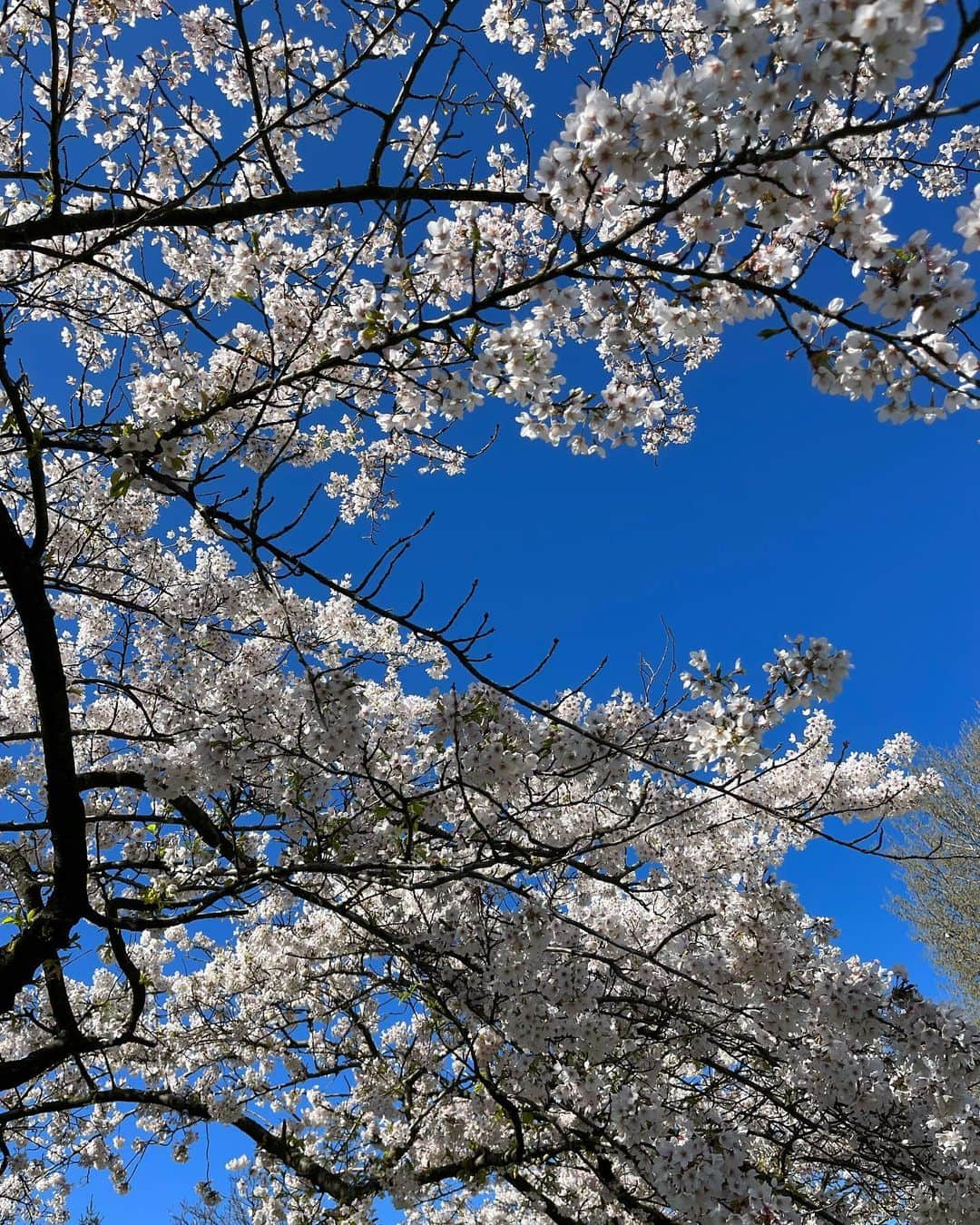 アンディー・トレスのインスタグラム：「Spring is springing 🌸 #amsterdam #spring」