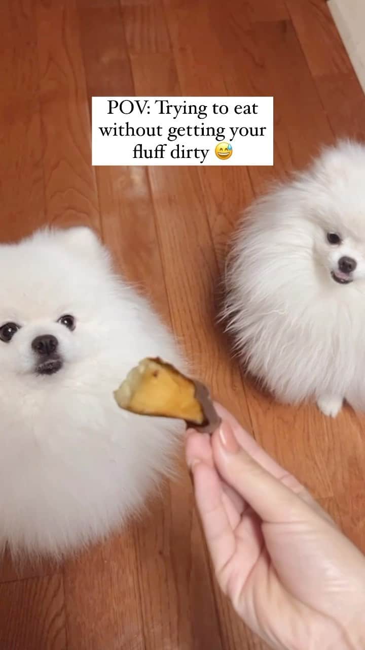 Mochi the Orkyehのインスタグラム：「Trying to figure out how to bite the sweet potato without getting my fluffy dirty 😅」