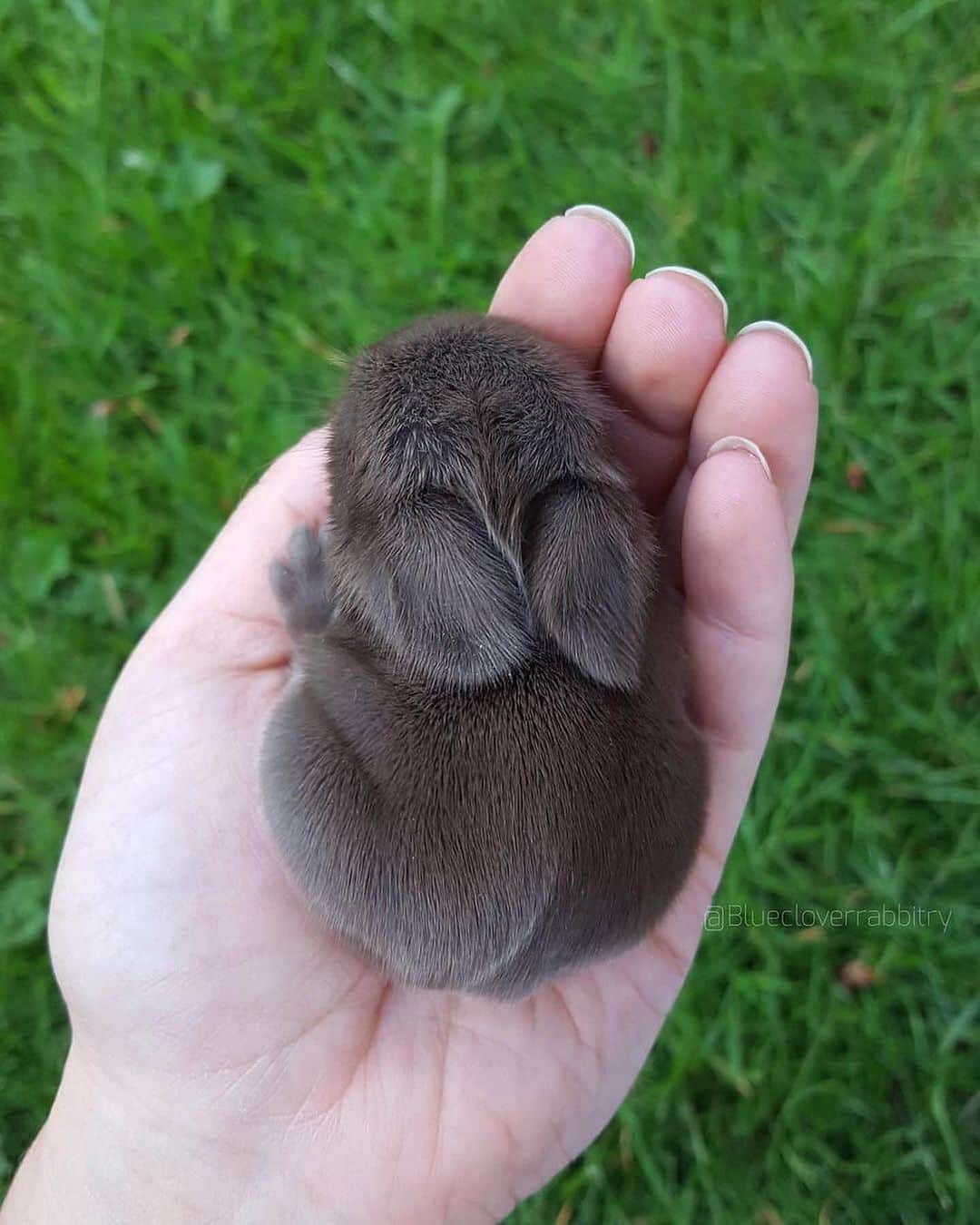 animalsさんのインスタグラム写真 - (animalsInstagram)「The cutest little bunnies EVER 😍🐰 Which is your favorite? 🥹🤍 Courtesy of @bluecloverrabbitry」4月5日 23時50分 - babyanmlpics
