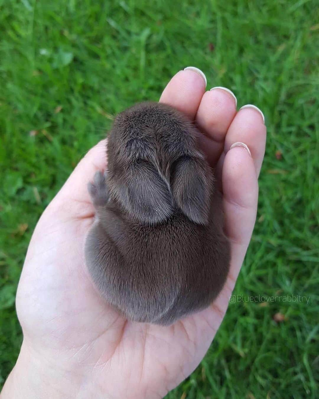 animalsのインスタグラム：「The cutest little bunnies EVER 😍🐰 Which is your favorite? 🥹🤍 Courtesy of @bluecloverrabbitry」