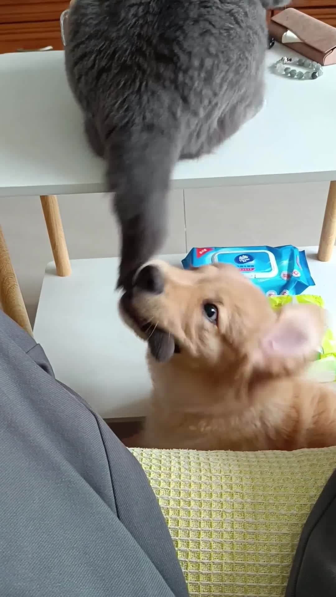 のインスタグラム：「Attack speed 90%. Damage 1%   @ 许许的宠物世界   #meowed #cutecat #cat #BSH #family #goldenretriever #toy #noregret #intentionally」