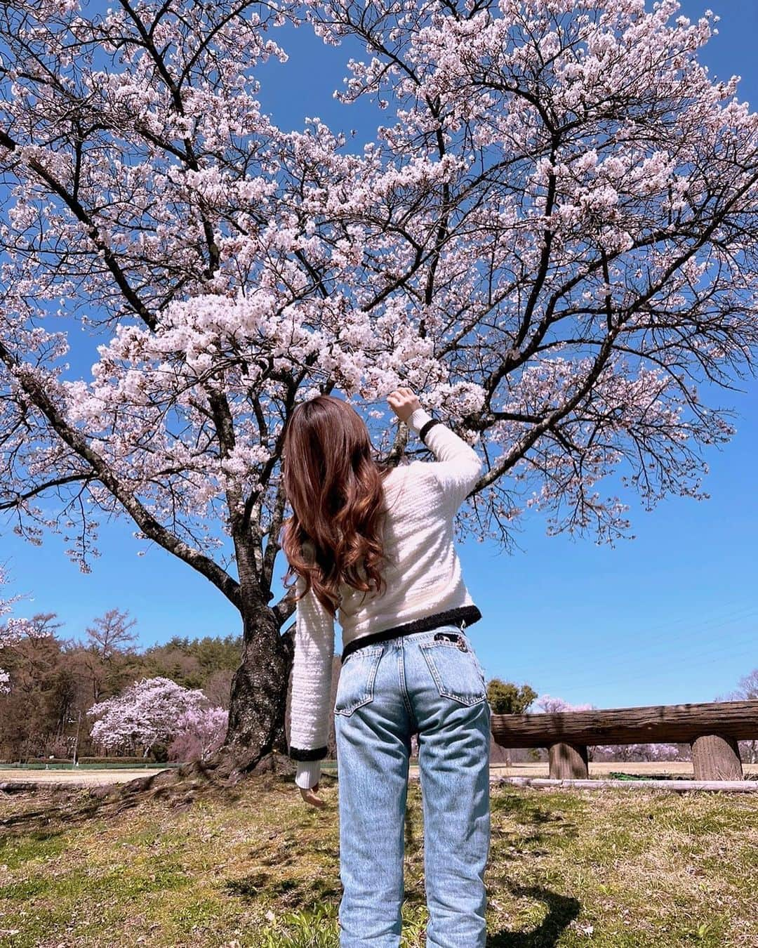 森咲智美のインスタグラム：「2日間UぐるっTVの収録で 長野ロケ行ってました🌸  長野は桜が満開🌸🌸🌸 春感じてきました✨  魅力たっぷり！ 普段できないような事にチャレンジしたり 大好きなキャンプ企画やったり ポンコツ出ちゃって無いか心配なんですが…笑 とにかくすっごく楽しかったな☺️✨  ロケ楽しいなーっ🫶🏻 見て聞いて体験して 知らない事を知れる あったかい人達に会えるロケ楽しい。 呼んでくださってありがとうございました！  見れる地域の方はぜひ見て下さいねっ✨  放送は4/29 （日）16:00〜 長野朝日放送「信州をカーナビ UぐるっTV」  #桜 #長野 #キャンプ #花見 #信州朝日放送 #tv #toyota #Ugroup」