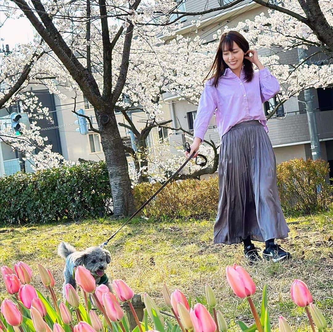 大西遥香さんのインスタグラム写真 - (大西遥香Instagram)「. 実家から遊びに来てくれました🐩  桜とチューリップのコラボ🌸🌷 🐩も嬉しそうにお散歩していました  #トイプードル #トイプードルシルバー  #toypoodle #silvertoypoodle  #新潟 #niigata #桜 #チューリップ #sakura #cherryblossom #tulip」4月6日 0時42分 - hrka_onsh