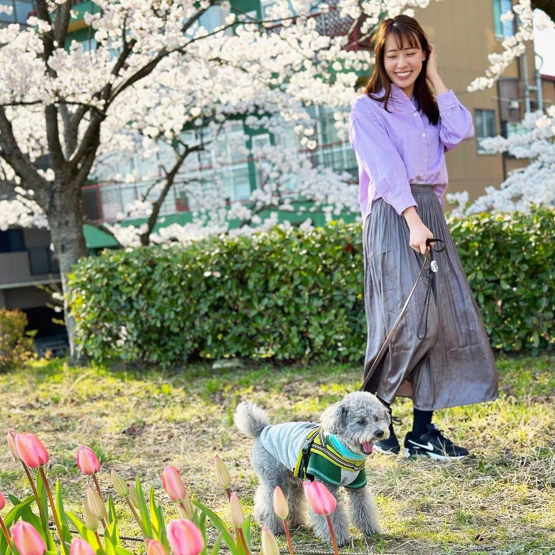 大西遥香さんのインスタグラム写真 - (大西遥香Instagram)「. 実家から遊びに来てくれました🐩  桜とチューリップのコラボ🌸🌷 🐩も嬉しそうにお散歩していました  #トイプードル #トイプードルシルバー  #toypoodle #silvertoypoodle  #新潟 #niigata #桜 #チューリップ #sakura #cherryblossom #tulip」4月6日 0時42分 - hrka_onsh