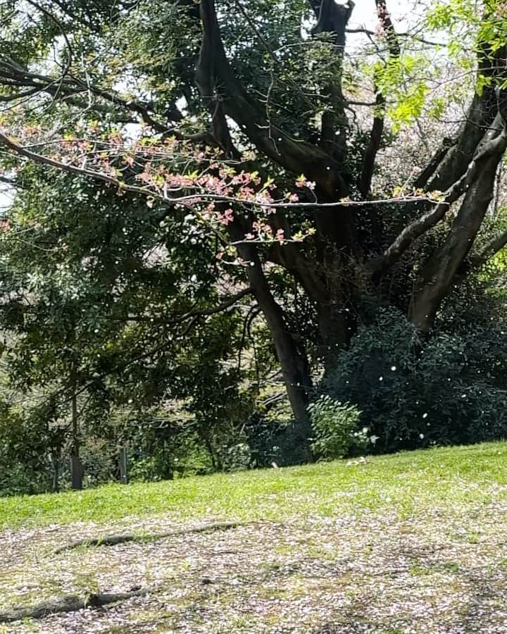 キム・イェリンのインスタグラム：「今年もこの動画撮れた〜 桜本当に好きだからずっと見てたかった🌸 めっちゃ綺麗だけどやっぱりちょっと寂しいなってなりました(՞ ܸ. .ܸ՞) 来年もみれますよーに！  #桜 #꽃비 #벚꽃비」