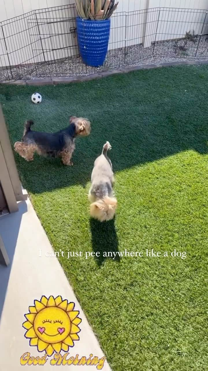 のインスタグラム：「Allie 💭 I can’t just pee anywhere! ✋🏼💦I gotta find that perfect spot!!😆💦🌱👌🏼 #PottyBreak #ItsTimeToGoOut #PottyTime #PerfectSpot #PerfectPlace #OurBackYard #OurHappyPlace #GreenGreenGrass #ArtificialGrass #HumpdayHumor」