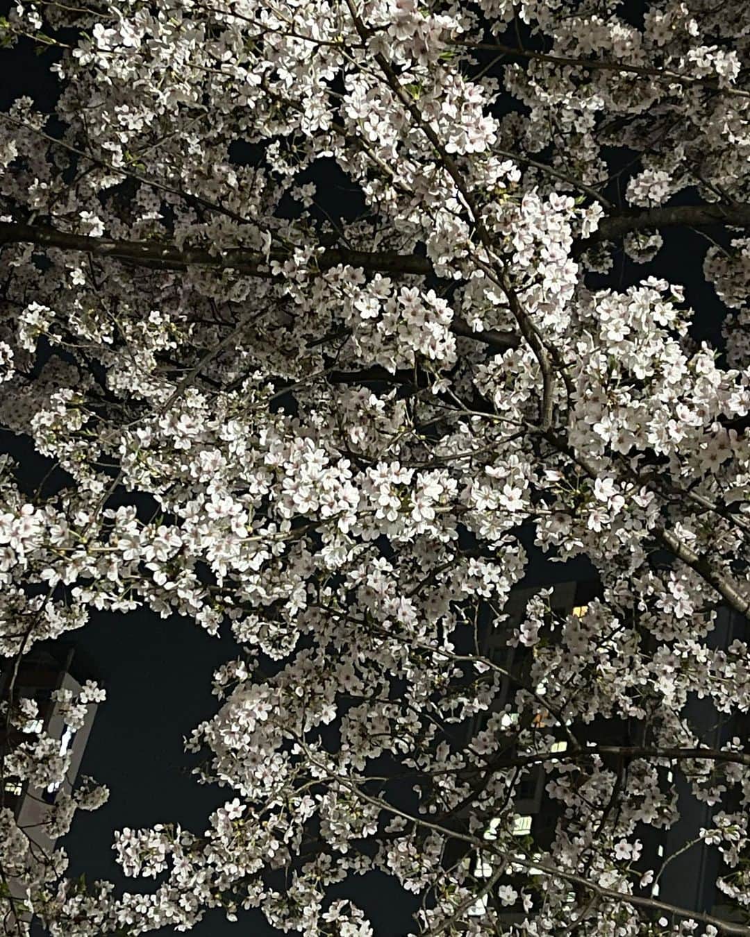 マーキュリーさんのインスタグラム写真 - (マーキュリーInstagram)「韓国でもお花見お花見🌸🇰🇷벗꽃~💕」4月6日 0時54分 - mercury0704