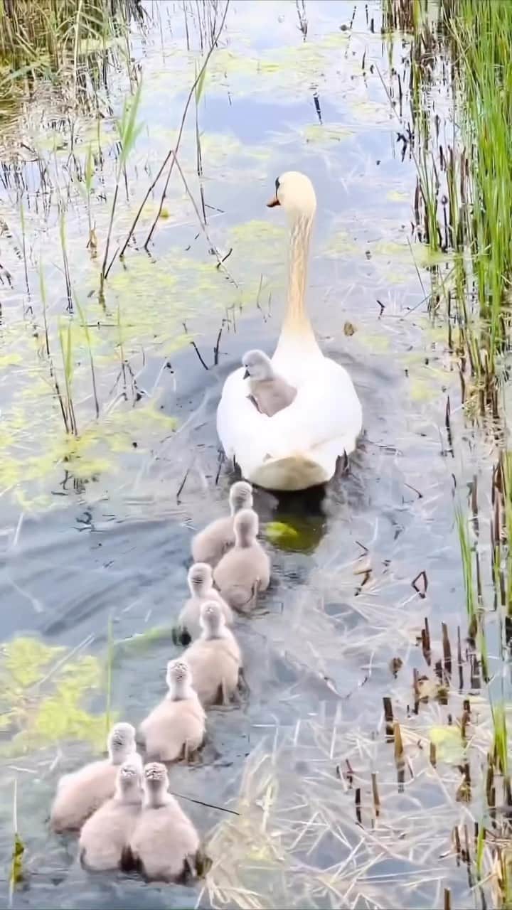 Baby Animalsのインスタグラム：「Hitching a ride with momma! ☺️  📸: @duck.lovings   #ducklings #ducklife #duckling #cuteducks #babies #cuteduck #babyducks #babyduck #cuteanimals #ducksofinstagram #cutebabyanimals」