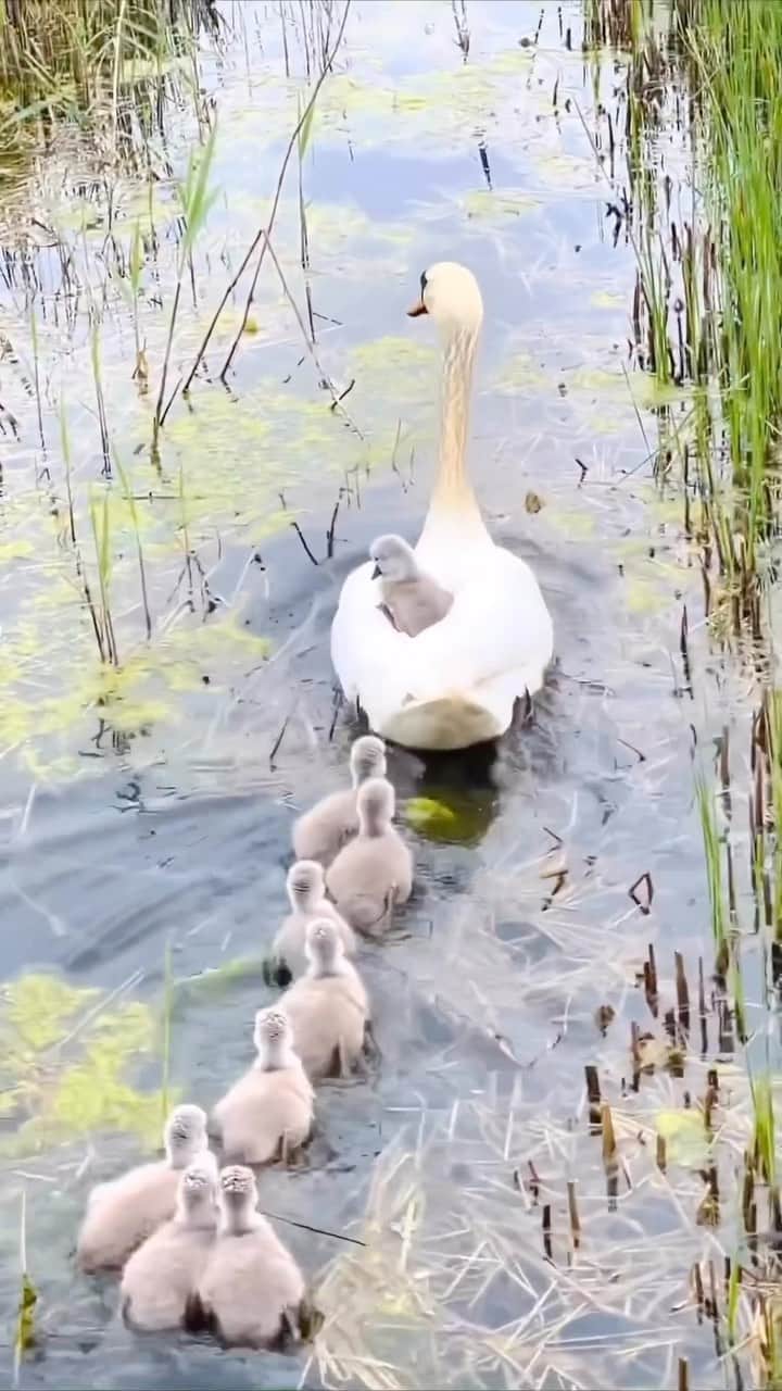 Baby Animalsのインスタグラム