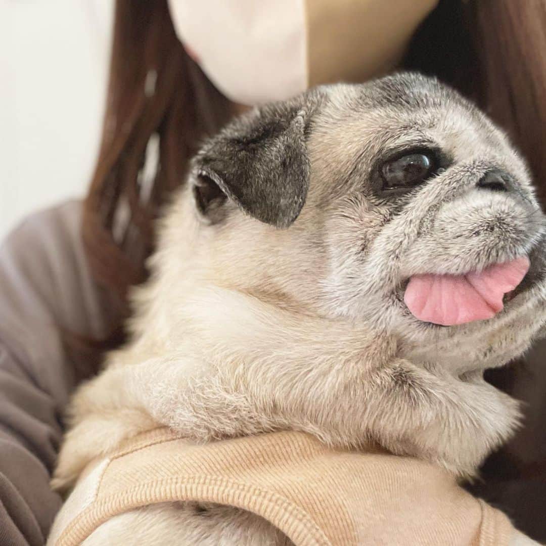 八兵衛のインスタグラム：「Hello Apr🌸 Apr4,2023 * *   #ほぼ黒パグ #おじいちゃん犬 #16歳6か月  #pug #puggy #puglife #puglove #petstagram #pugstagram #pugsofinstagram #pugs #dog #八兵衛 #はちべえ」