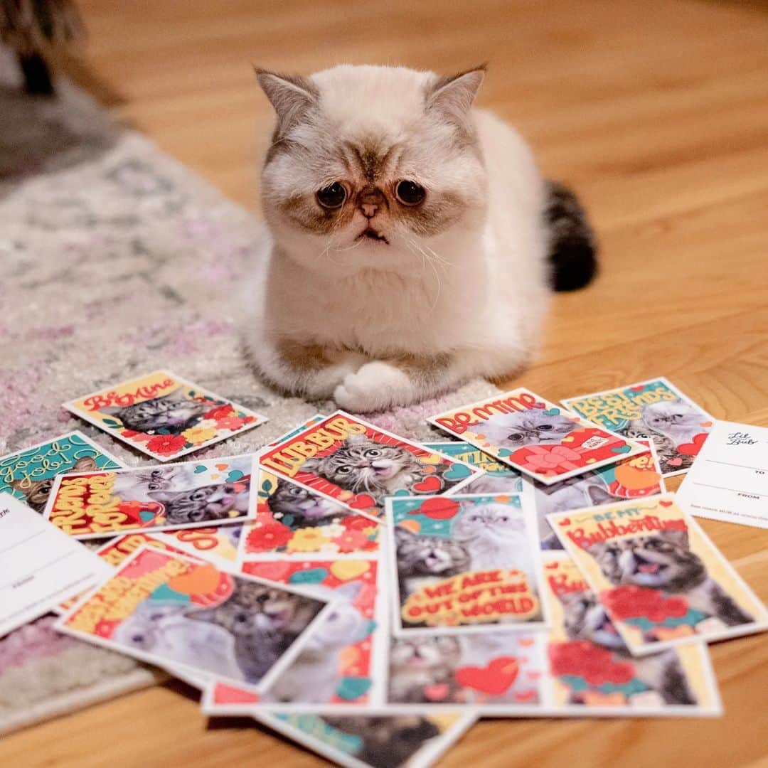 Lil BUBさんのインスタグラム写真 - (Lil BUBInstagram)「YES! Treat yourself while supporting Lil BUB’s Big FUND for Special Needs pets during BUB's Spring Clearance Sale at the link in BUB' bio (store.lilbub.com)  50% off most stuff 65% some stuff 35% off the rest  Every purchase supports special needs pets and community work through Lil BUB’s Big FUND.」4月6日 2時27分 - iamlilbub