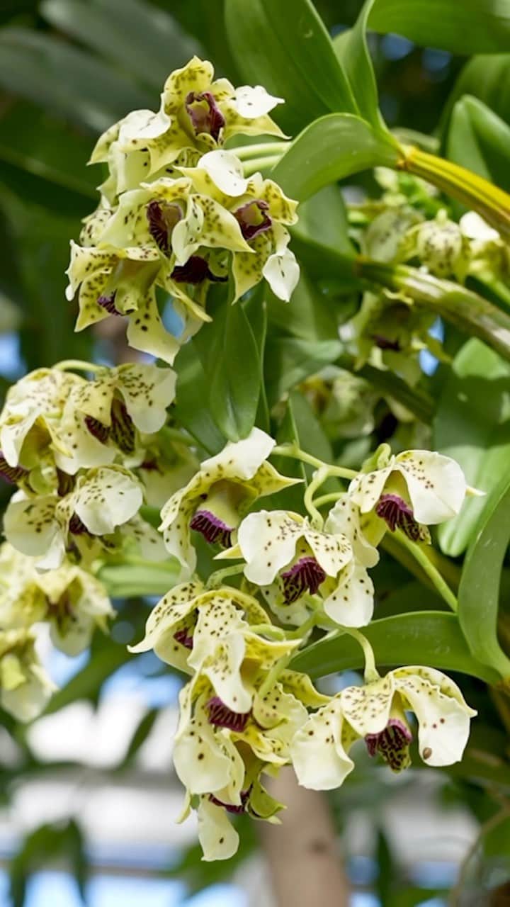 ニューヨーク植物園のインスタグラム：「“We wanted to bring in orchids that have been used for many generations in traditional Chinese medicine.”   In and among the thousands of multicolored orchids that create The Orchid Show: Natural Heritage, you’ll find species whose histories go well beyond cultivated beauty. Hear from acclaimed designer @lily_kwong as she shares some of the most meaningful orchids that she’s chosen for the exhibition as part of her ancestral connection to the natural world, and the inspiration she drew from species used across generations for their healing properties. The Orchid Show continues through April 23.   Grab your tickets now and join us as spring comes to NYBG!  #OrchidNYBG #LilyKwongNYBG #plantlove @studiolilykwong」