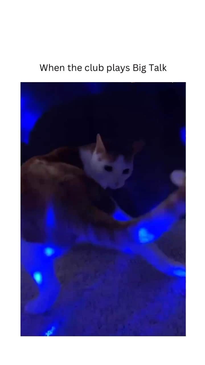 insta_animalのインスタグラム