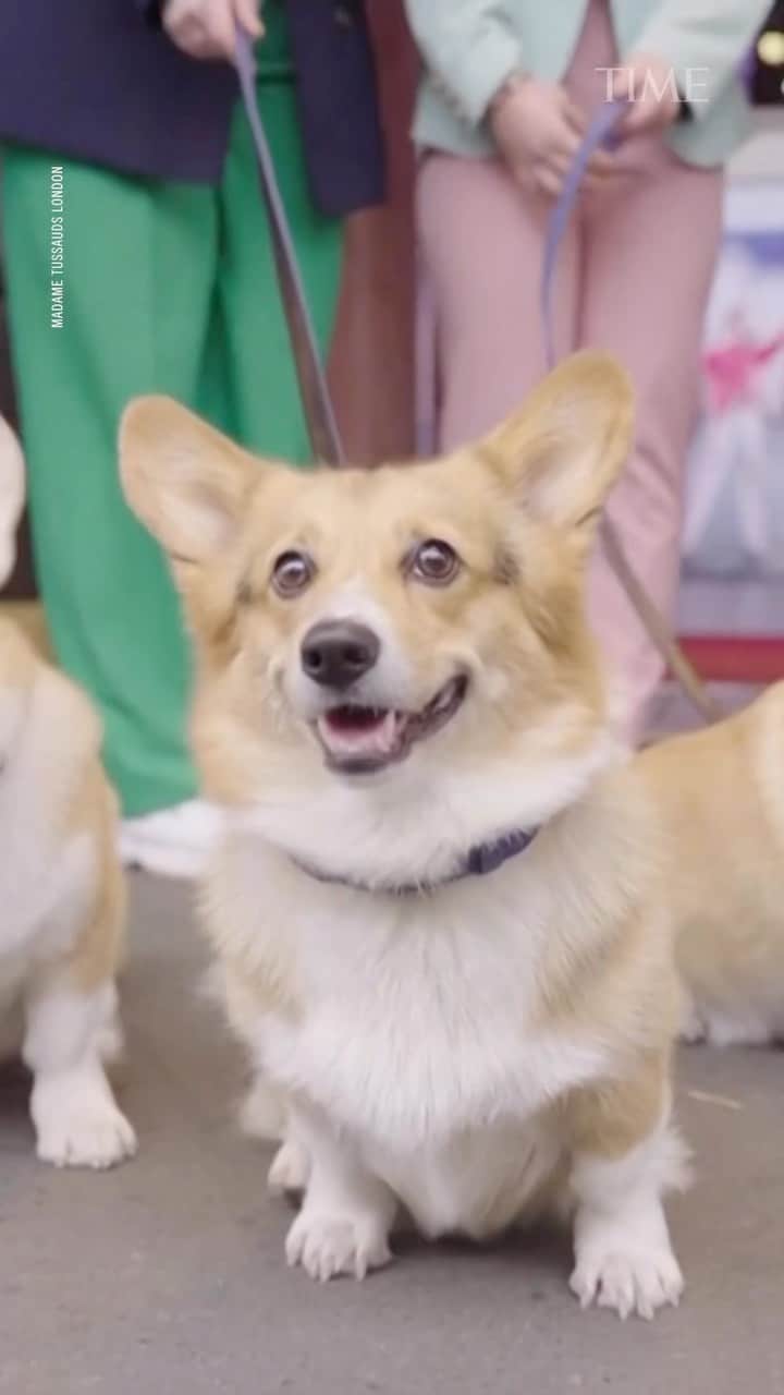 TIME Magazineのインスタグラム：「Corgis visit the new and updated royal family section at Madame Tussauds London.」
