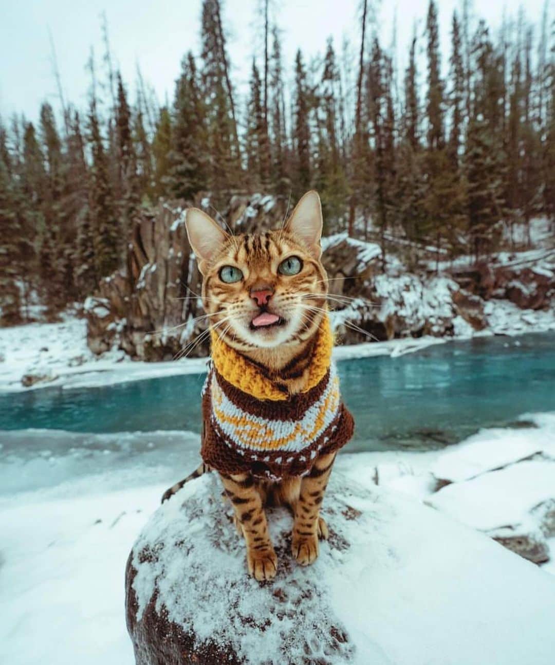 Bolt and Keelさんのインスタグラム写真 - (Bolt and KeelInstagram)「There’s nothing better than a good adventure! 🏔️🐾  @adventrapets ➡️ @sukiicat  —————————————————— Follow @adventrapets to meet cute, brave and inspiring adventure pets from all over the world! 🌲🐶🐱🌲  • TAG US IN YOUR POSTS to get your little adventurer featured! #adventrapets ——————————————————」4月6日 5時48分 - adventrapets