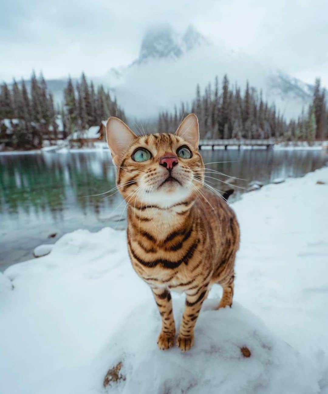 Bolt and Keelのインスタグラム：「There’s nothing better than a good adventure! 🏔️🐾  @adventrapets ➡️ @sukiicat  —————————————————— Follow @adventrapets to meet cute, brave and inspiring adventure pets from all over the world! 🌲🐶🐱🌲  • TAG US IN YOUR POSTS to get your little adventurer featured! #adventrapets ——————————————————」