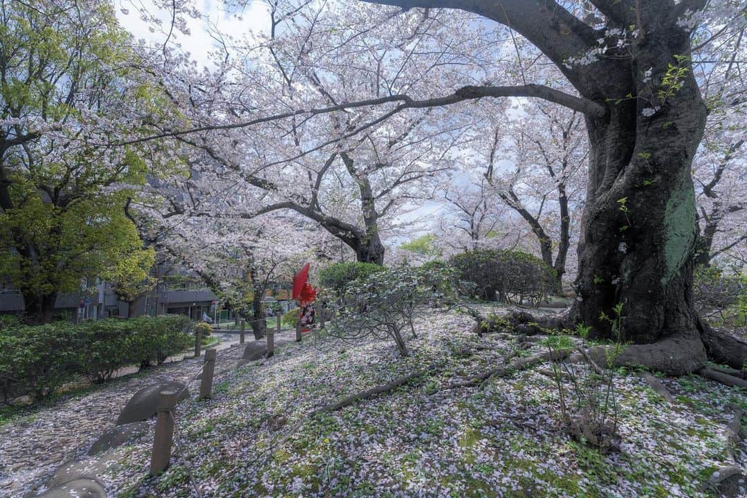 墨田区さんのインスタグラム写真 - (墨田区Instagram)「【春のじゅうたん🍃包まれたい】  桜の花びらのじゅうたんに覆われた平日の昼下がりの隅田公園🌅春のぽかぽかした日差しと桜、こんな穏やかなひとときがあると、この季節がもっと好きになります🌸  撮影者: ＃すみだカメラ部10選 　@mk_kotonoha   #墨田区 #すみだ #sumida #東京 #tokyo #わたしのすみだ自慢 #これもすみだのシティプロモーション #東京スカイツリー #チューリップ #桜のじゅたん #隅田公園 #春 #flowers #colors #平日の昼下がり #ぽかぽか #naturephotography #nature_brilliance #flowerpower #桜 #sakura #憩いの場 #春の訪れ #季節を感じる風景 #cherryblossom」4月6日 6時00分 - sumida_official