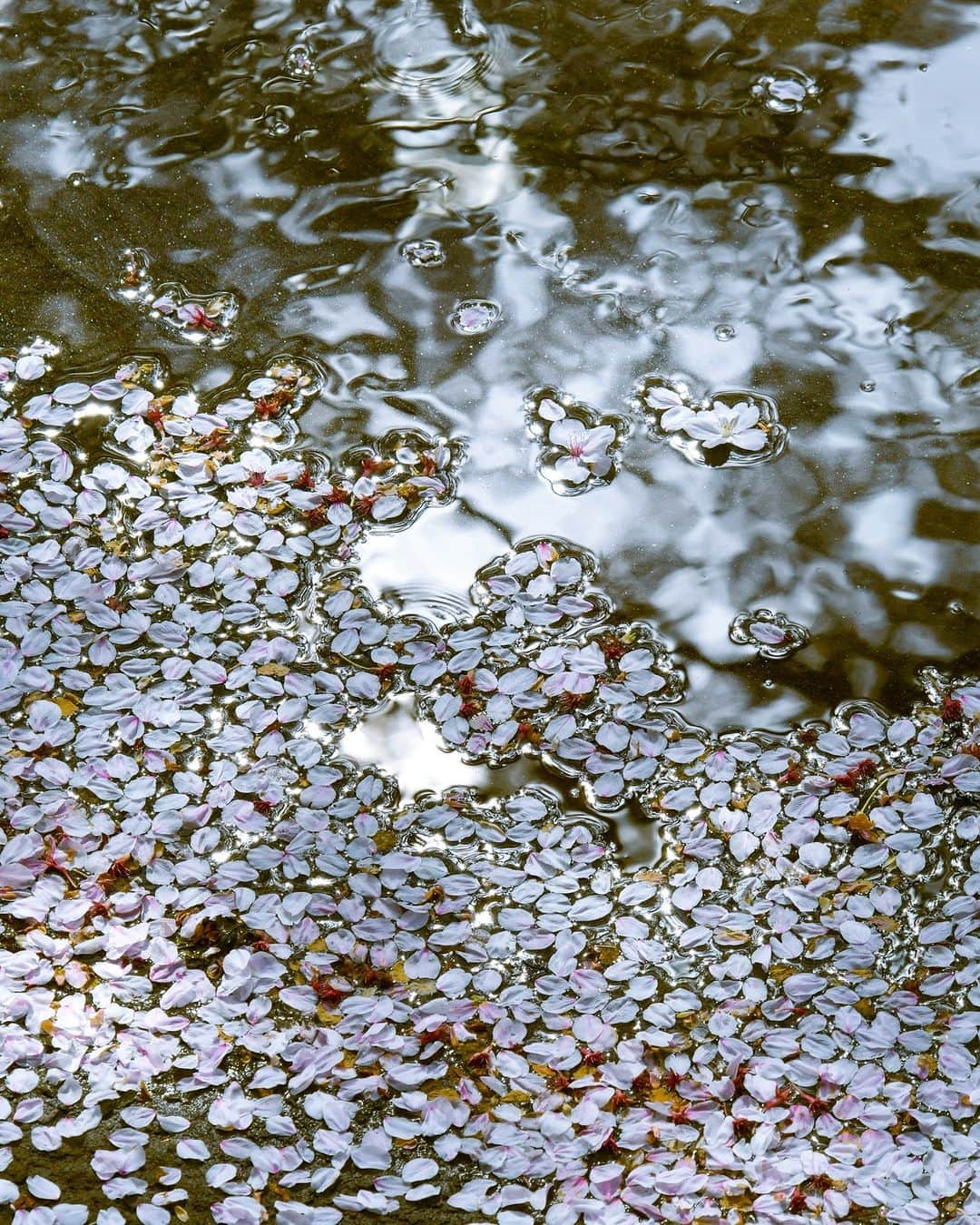 平塚市さんのインスタグラム写真 - (平塚市Instagram)「桜レポート🌸　渋田川の桜の花筏 先週見頃を迎えたところが多い市内の桜は、徐々に散り始めています。 そんな桜が散る時期に見ることができるのが桜の花筏（はないかだ）。 水面に散った桜の花びらが連なって流れているのを筏に見立てて、そう呼ばれています。満開の桜とはまた違った風情がありますね。  #手をつなぎたくなる街 #hiratsukagood #hiratsuka #平塚 #kanagawaphotoclub #湘南 #shonan #渋田川 #渋田川桜まつり #季節の花 #季節の花を楽しむ #桜 #さくら #花筏 #はなまっぷ #ザ花部 #花の写真館 #花のある暮らし #best_moments_flora #mst_flower #今日もお疲れ様でした #週末の過ごし方 #日々 #暮らし #instagramjapan #igersjp #japanphoto」4月6日 17時00分 - hiratsukagood