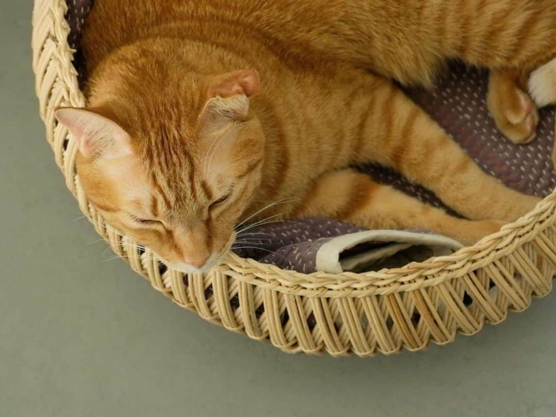 オルネ ド フォイユさんのインスタグラム写真 - (オルネ ド フォイユInstagram)「再入荷  ●本日10日 (月) 18:00頃の販売開始です。  春のぽかぽかした日差しの中で、 猫ちゃんが気持ち良さそうに眠っている姿って とっても癒されますよね..🐈☘️  そんな猫ちゃんの日向ぼっこにもぴったりな、 オルネコのスタンドバスケットが再入荷します！  すっぽり丸く収まって、居心地良さそうなバスケット。 もちろんインテリア用品としても、 色々な使い方ができるアイテムです。  . 🐾🐾オルネコ部員 使用レビュー🐾🐾  ねこちゃんが間違いなく好きな丸型で、 すぐに興味を持ってくれました。  柔らかいところが好きなねこちゃんは タオルやブランケット、 クッションなどを敷いてあげるのがおすすめ。  固めが好きな子はそのままでもOKですが、 厚紙や段ボールを丸く切って敷いてあげるのも◎ ゆっくり眠れそうな場所に置いてあげてくださいね。  . 商品名：オルネコ オリジナル・スタンドバスケット  ———————————————  ●商品詳細はプロフィールのリンクからご確認ください。 👉@ornedefeuilles  ※検索画面で「スタンドバスケット」でチェック🔎  ※オンラインショップと不動前店の取扱い商品は異なります。  #orneko #オルネコ部 #オルネコ #猫ベッド #ねこ #猫 #猫グッズ #猫アイテム #猫と暮らすインテリア #猫とインテリア #ねこグッズ #猫グッズ #ornedefeuilles #オルネドフォイユ」4月10日 12時20分 - ornedefeuilles