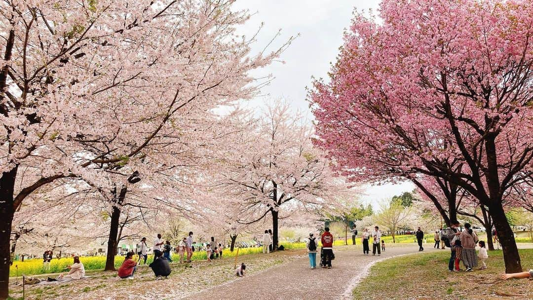 二宮歩美さんのインスタグラム写真 - (二宮歩美Instagram)「『赤城南面千本桜まつり🌸』 何年振りだろう？？ 群馬で有名なお花見スポットにやって参りました🙌  とにかく桜や菜の花が大満開で今がシーズン🍃  たくさんの出店も並んでいたり、大道芸や猿回しのショーもあったり大満喫🐒  春を全力で感じられました🌸  #赤城南面千本桜 #千本桜 #群馬おススメスポット #花見 #二宮歩美」4月6日 16時25分 - ninomiyaayumi