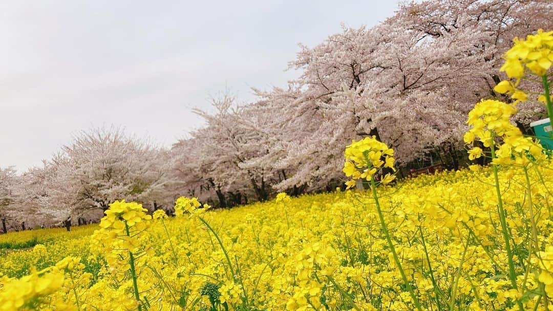 二宮歩美のインスタグラム：「『赤城南面千本桜まつり🌸』 何年振りだろう？？ 群馬で有名なお花見スポットにやって参りました🙌  とにかく桜や菜の花が大満開で今がシーズン🍃  たくさんの出店も並んでいたり、大道芸や猿回しのショーもあったり大満喫🐒  春を全力で感じられました🌸  #赤城南面千本桜 #千本桜 #群馬おススメスポット #花見 #二宮歩美」