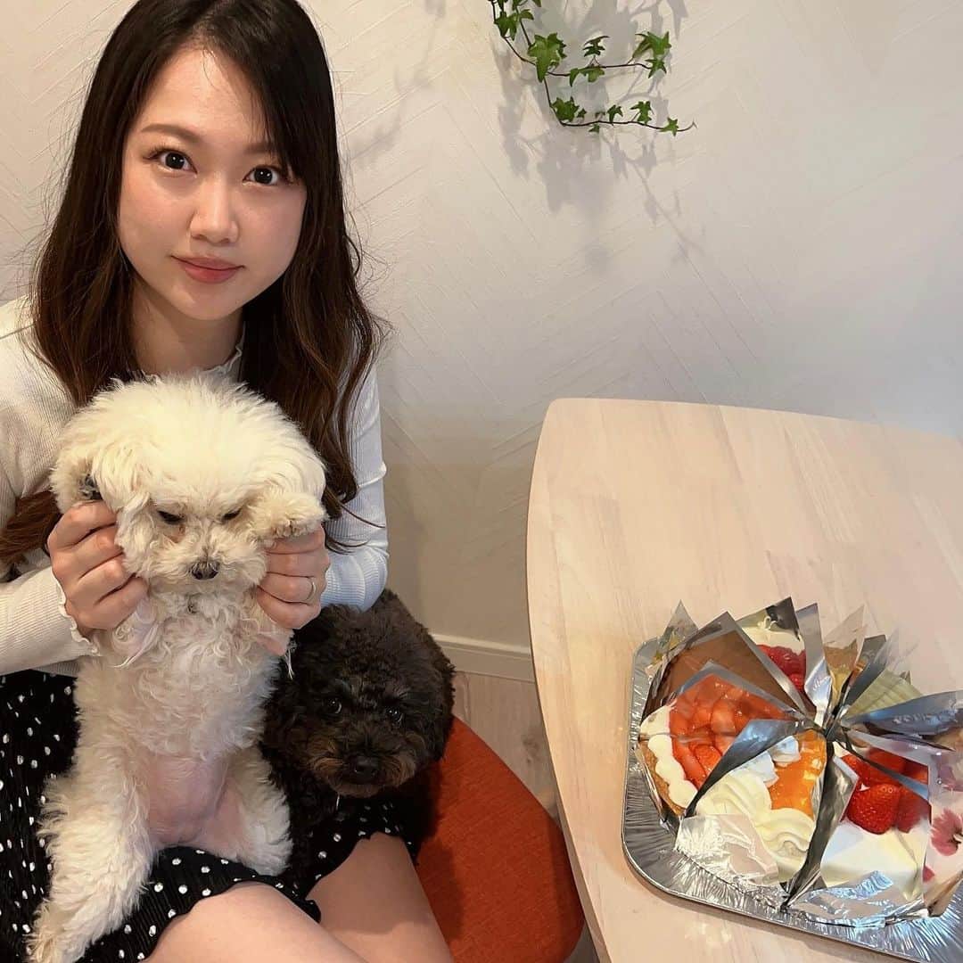 山本美優のインスタグラム：「* * * 2023/03/12(sun)~~31歳の記録☡✍︎ * 久しぶりに飼い主登場 髪の毛ボサボサ ふわちゃん嫌そう わたくん同化してる 写真のセンス🤣な1枚💁‍♀️笑 * 31歳の1年も家族仲良く過ごせたらいいなぁ♬ * それにしても最近なんか顔うすい😇 * * *」