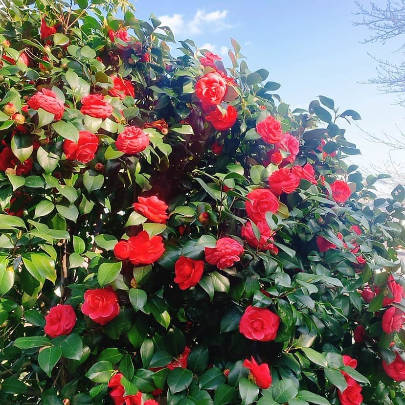 甲斐まり恵さんのインスタグラム写真 - (甲斐まり恵Instagram)「原産ブラジル　1500kgの茶水晶 スモーキークォーツ 運気爆上がりになる石だそうで、皆様にもお裾分け✨  ロダン&ユトリロ専門の美術館🖼  観るところが多い上に 素敵な喫茶店もあり☕️ゆっくりできます◎  コーヒーカップはショーウィンドウの中から好きなモノを選べるのも嬉しい✨💖  超絶おすすめの美術館です‼️  ⚠︎水晶エリアは撮影OKになってます  #西山美術館  #ロダン #ユトリロ #パワーストーン #喫茶店 #スモーキークォーツ #茶水晶 #ローズクォーツ #アメジスト #運気上昇」4月6日 16時19分 - marie_kai_0613