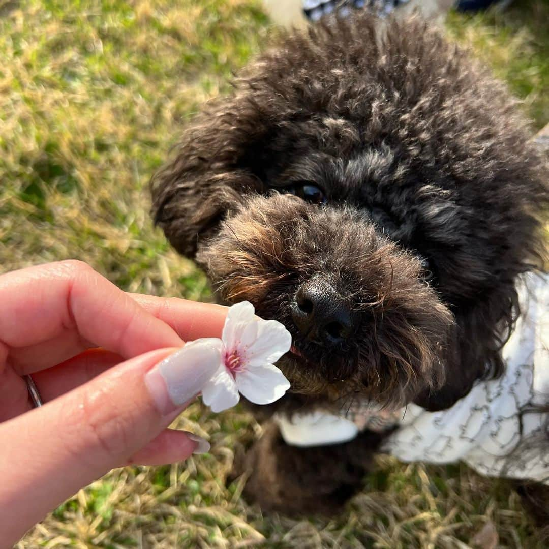 山本美優さんのインスタグラム写真 - (山本美優Instagram)「* * * 公園でお花見〜🌸 * 花粉症の🧑🏻は死んでた🤣🤣 * * *」4月6日 16時34分 - fuwata118926