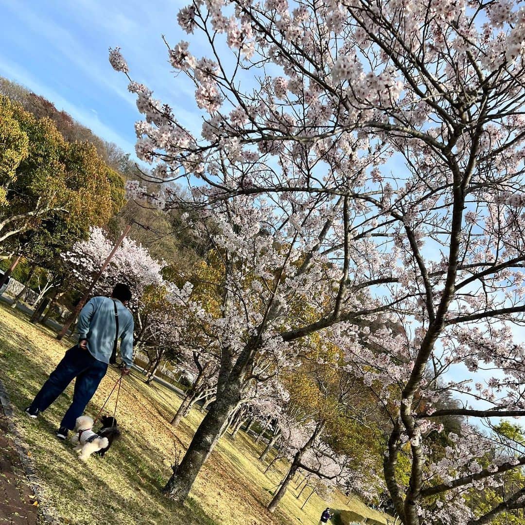 山本美優さんのインスタグラム写真 - (山本美優Instagram)「* * * 公園でお花見〜🌸 * 花粉症の🧑🏻は死んでた🤣🤣 * * *」4月6日 16時34分 - fuwata118926