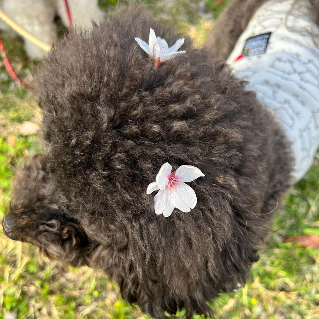 山本美優さんのインスタグラム写真 - (山本美優Instagram)「* * * 公園でお花見〜🌸 * 花粉症の🧑🏻は死んでた🤣🤣 * * *」4月6日 16時34分 - fuwata118926