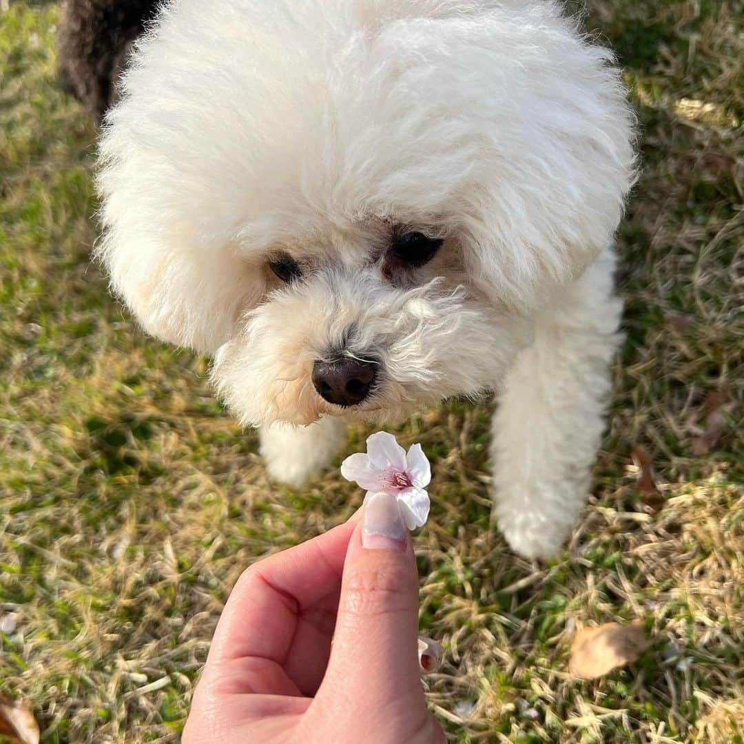 山本美優さんのインスタグラム写真 - (山本美優Instagram)「* * * 公園でお花見〜🌸 * 花粉症の🧑🏻は死んでた🤣🤣 * * *」4月6日 16時34分 - fuwata118926