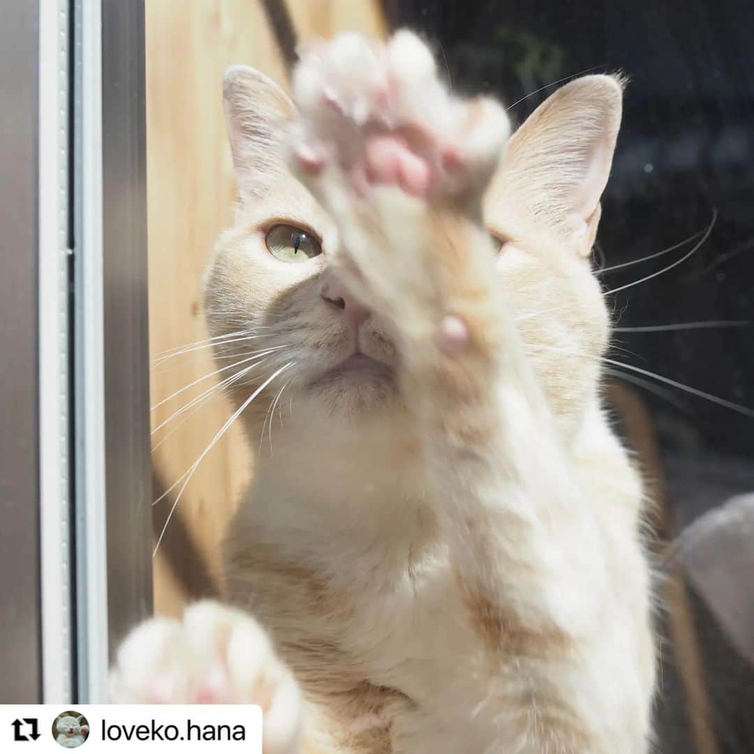 【公式】いぬのきもち・ねこのきもちのインスタグラム：「#Repost @loveko.hana さんのはなちゃん。  「お外に出してぇぇぇ」 ⁡⁡⁡ ⁡肉球で窓をカキカキして お散歩を懇願中😁  ⁡ ハッシュタグ #いぬのきもち #ねこのきもち に投稿いただいた可愛い写真をご紹介しています！ 「いぬのきもちWEB　MAGAZINE」、「ねこのきもちWEB MAGAZINE」でもご紹介させていただくことも！  ------------------- .  #ねこ #猫  #ねこすたぐらむ #ねこのきもち #ねこ好き #ねこと暮らす #ねこ好きさんと繋がりたい #猫好きな人と繋がりたい #猫がいる生活 #猫と暮らす#猫好き #cat #catstagram #catsofinstagram #cats_of_instagram   ⁡⁡」