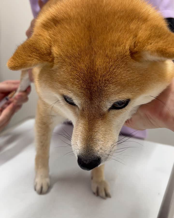 豆柴 サニーちゃんのインスタグラム：「. ちっくん💉ラムちゃん編🐶 . ラムちゃんは血液検査も兼ねてたので 採血する量が少し多いけど ラムちゃんもお利口さんでした💮 . 終わった後のサニーちゃん 早く帰りたい様子🤣 ラムちゃんは素だね🤣 . ノミダニフィラリアのお薬💊 もらって帰ってきました . 優しい先生に看護師さん いつもありがとうございます🐻🐶🐾 @minami.arc2021 . . #さにらむ劇場 . #柴犬#豆柴 #赤柴#豆柴子犬#豆柴多頭飼い #まめしば#しばいぬ#いぬのきもち #サンデイ#サンデイいぬ組#anicas#shiba_snap #shibainu#shiba#mameshiba#shibastagram #豆柴サニーちゃん#豆柴ラムちゃん#さにらむ #さにらむ2023」