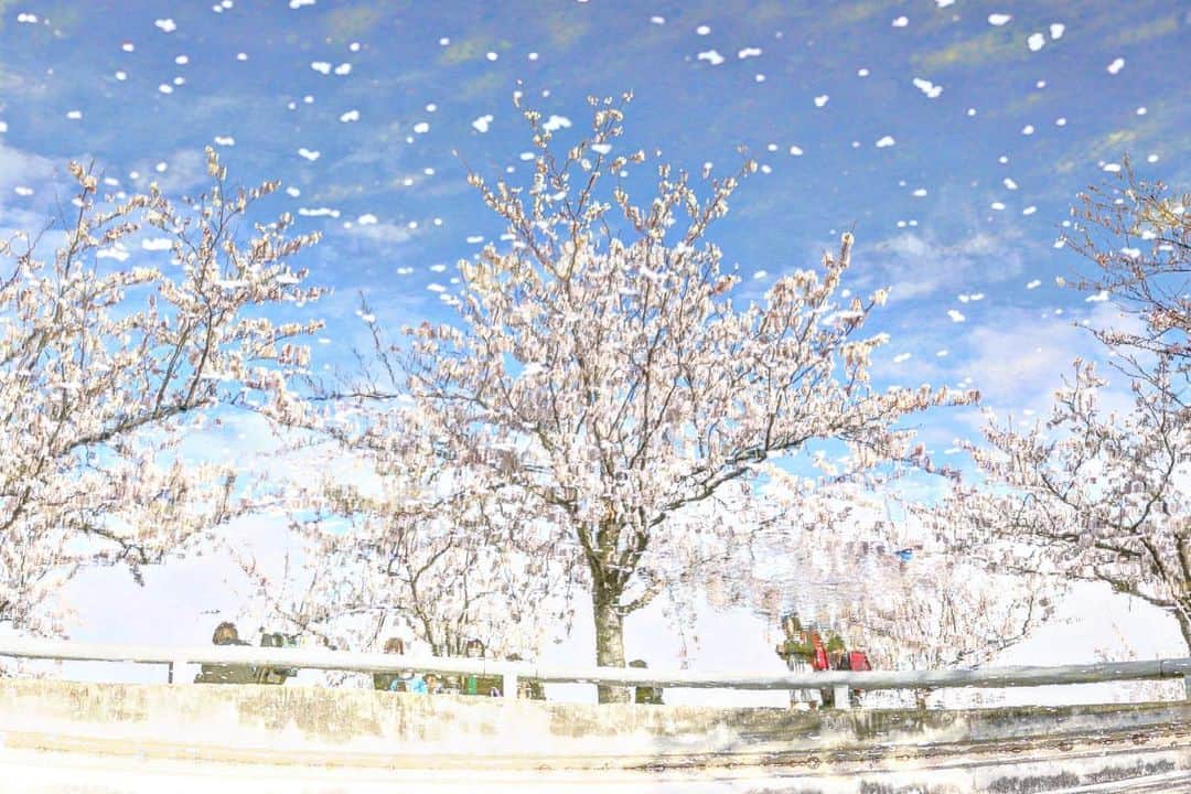 kiccyomuさんのインスタグラム写真 - (kiccyomuInstagram)「☀️ 2023.04.06 Thu 今年も #さくら広場 へ🌸 #桜 🌸 満開でタイミング良き😃 人も多かったけどネ😅 写真は… ちょっと遊んでます📷  今日は風も強く 桜🌸も最後の花吹雪？  location #千葉 ❣️ 📷撮影 2023年3月28日」4月6日 16時52分 - kiccyomu