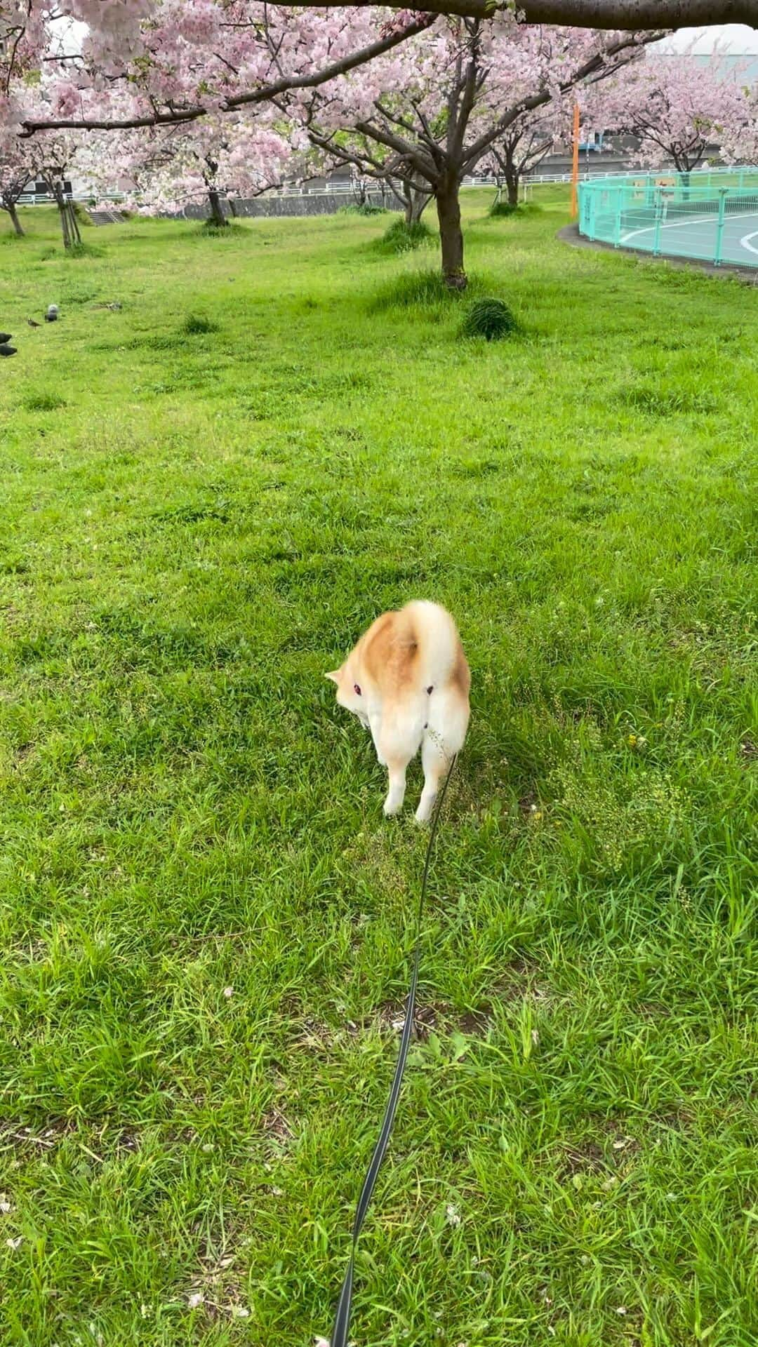 柴犬のモモのインスタグラム