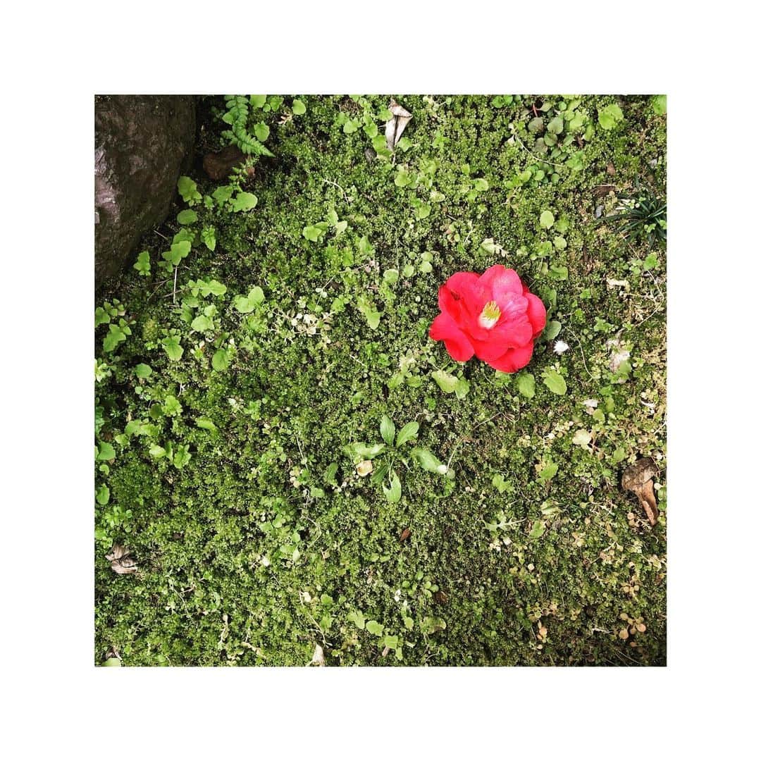 井山三希子さんのインスタグラム写真 - (井山三希子Instagram)「・ 庭に椿の花が落ちると直ぐに拾う 中古で買った家にあった大きな赤い椿は 自分の好みではないからかも  悲しい知らせが続き 落ちた椿を見るも辛い」4月6日 8時18分 - nikoyagi