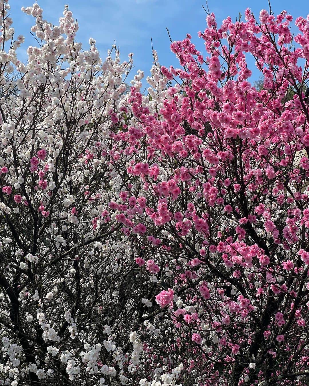 沢瀉美緒さんのインスタグラム写真 - (沢瀉美緒Instagram)「※ Full blooming at Hakone ✨ @miyaginokiga  . 箱根では桜の名所だと言う宮城野に立ち寄って ぷらりお散歩🚶‍♀️ . 沢山の枝垂れ桜と川沿いのソメイヨシノが 今、満開を迎えています🌸 . 川のせせらぎと鳥の囀り、 そして満開の桜。 春を感じる場所でした✨ . . #宮城野 #sakura #桜 #花見」4月6日 8時42分 - mio_omodaka